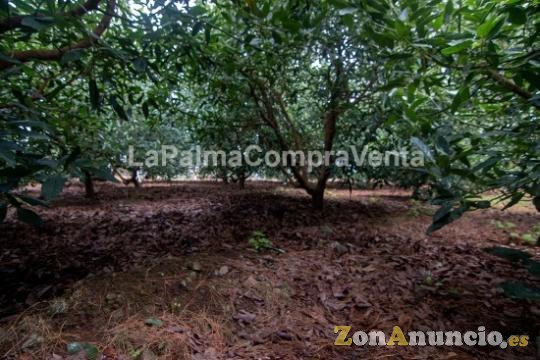 ID-444 Terreno en producción de aguacates con 100 matas